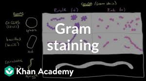 bacterial characteristics gram staining video khan academy