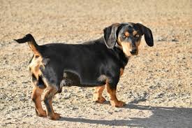 The goals and purposes of this breed standard include: Dachshund Dog Breed Facts Information The Dog People By Rover Com