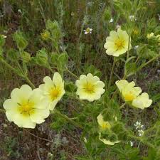Image result for Potentilla recta
