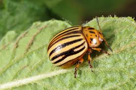 They establish themselves on early or volunteer plants. Managing Insect Pests Of Potato