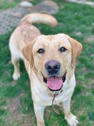 Adopted 2018 Brookline Labrador Retriever Rescue