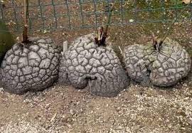 Image result for Dioscorea sylvatica