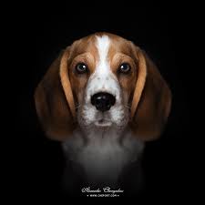 Black And Brown Beagle Puppy I Am Loyal And Will Be Your Friend For Life Beagle Puppy Baby Beagle Beagle