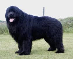 The Benefits Of Owning A Giant Newfoundland Newfoundland Breeders And Information