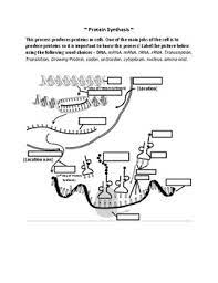 Protein synthesis and degradation assays. Protein Synthesis Labeling By Bioway Teachers Pay Teachers