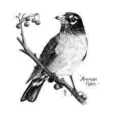 Choose your favorite robin bird drawings from millions of available designs. American Robin Black And White Drawing Jpg Robin Bird Tattoos Bird Sketch Vintage Bird Illustration