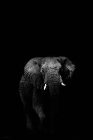 Beautiful Black And White Elephant Pictures Zero Void Elephant Photography Elephant Black And White Animal Photography