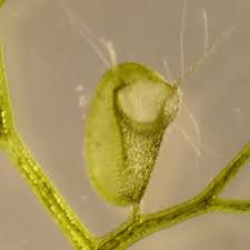 Kuvahaun tulos haulle bladderwort plant