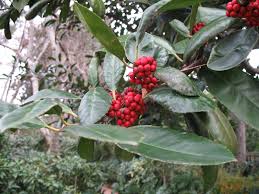 Image result for Ilex latifolia