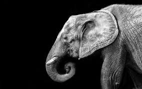 Black And White Elephant Pictures Elephant In Black And White Elephant Photo Elephant Animal Black Grey 1080p Wallpaper Hdwallpaper Deskt In 2020 Elephant Elephants Photos Elephant Photography