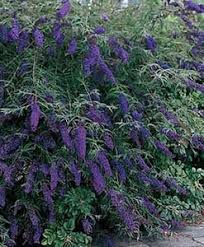 Image result for Buddleja davidii