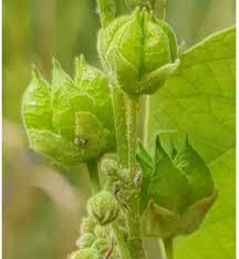 Image result for Wissadula