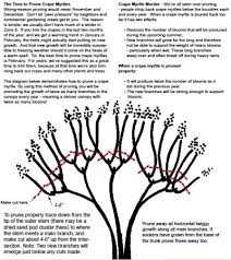 Crape Myrtle Color Chart Training Crape Myrtles Prune