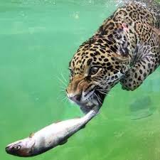 Admin Animales Animaux Felin