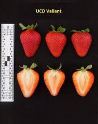 The cindy margurita strawberry and basal : Office Of Research The Uc Patented Strawberry Cultivars Office Of Research
