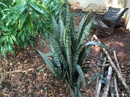 Image result for Sansevieria nilotica