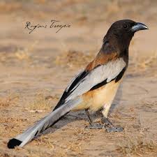 Birds Of Southwest Ohio Rufous Treepie Gbwc Birdconservation Birds Birdsindanger Globalconference Birdsinwoods Birdlife Savebirds Savelife