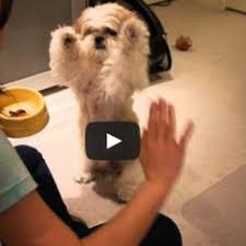 Shih Tzu Clicker Training Hayvanlar