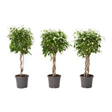 Ficus Benjamina Potplant Ficus Benjamin Groen Blad Diverse Soorten Ikea Pflanzen Ficus Zimmerpflanzen Ideen