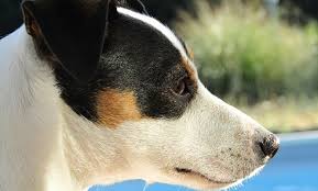 My Dog Ate Onions What Do I Do Canna Pet