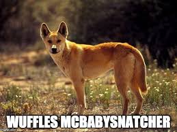 Meme Generator Dingo Dog Wild Dogs Animals Wild