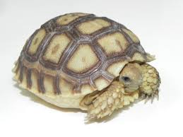 Image result for Grewia sulcata
