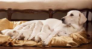 Dog Pregnancy Signs Symptoms And How Puppies Develop