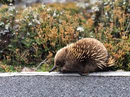 A Pic I Took Of An Echidna In Tasmaniahttps I Redd It 7bxmavch0aq21 Jpg Echidna Pics Aww