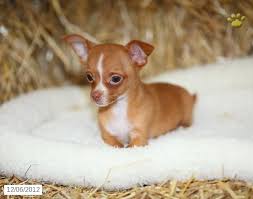Our chihuahua quality you wont find just anywhere! Chihuahua Puppies For Sale Lancaster Puppies Chihuahua Puppies Chihuahua Puppies For Sale Chihuahua Love