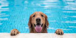 Maybe you would like to learn more about one of these? Five Swimming Pool Pet Dangers And How To Prevent Them