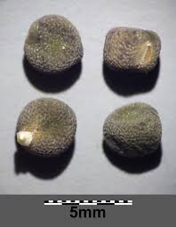 Image result for Lathyrus hirsutus