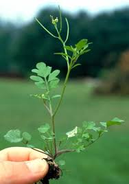 Image result for Cardamine