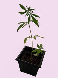 Este o noua sansa care nu trebuie inteleasa astazi, legile 143 si 339 privind regimul substantelor stupefiante precizeaza ca fiind admisi anumiti derivati din marijuana in scop medical. Marijuana Definition And Synonyms Of Marijuana In The Romanian Dictionary