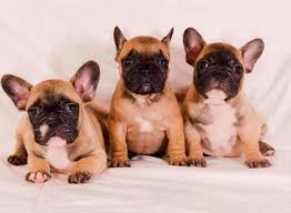 San diego humane society has a variety of adoptable pets available including cats, dogs and small animals like rats, rabbits, hamsters, birds, reptiles and more. Gorgeous French Bulldog Puppies 9 Wks For Sale In San Diego California Classified Americanlisted Com