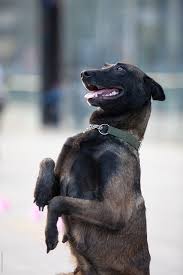 Black, black and tan, gray. One Black Belgian Malinois Dog Follow Order By Bo Bo Dog Training