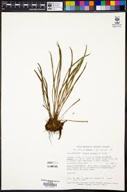 Image result for Vittaria reekmansii