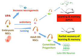 Read about how epilepsy and its medications affect your body systems and physiology. Running Prevents Postnatal Side Effects Of Epilepsy Drugs In Mice