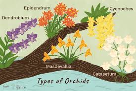 20 Types Of Orchids To Use As Houseplants