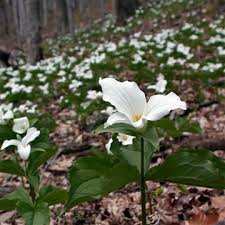 Large White Trillium Botany Blog Woodland Flowers Trillium Shade Garden