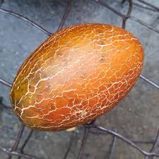 Image result for Cucumis meeusei