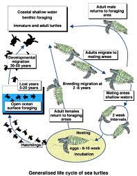 The Sea Turtle Life Cycle Source Download Scientific Diagram