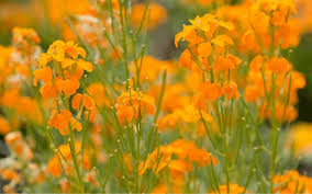 Maybe you would like to learn more about one of these? Top 10 Amazing Flowers That Start With Z