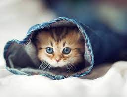 Jika kamu bisa mewarnai layaknya serigala kutub, pasti hasilnya akan sangat menggemaskan. Anak Kucing Comel Posts Facebook
