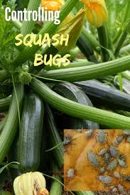 If you have the room, plant 'blue hubbard' squash as a trap crop. Control Squash Bugs 12 Ways How To Kill Squash Bugs
