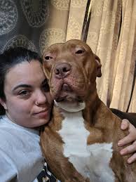 At what age do small breed dogs start their period?