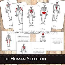 Perfect for a unit study, these comprehensive lesson guide worksheets are put into 8 units; Learning The Human Skeleton For Preschoolers The Pinay Homeschooler
