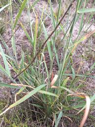 Image result for Melinis ambigua