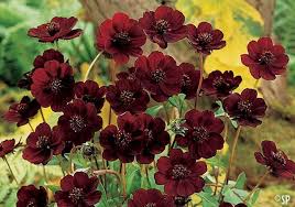 A perennial favorite for generations. 10 Most Beautiful And Rarest Flowers In The Planet