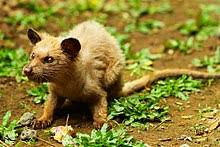 Picky critters, the civets will only eat 12 or 15 beans out of a single kilo. Kopi Luwak Wikipedia