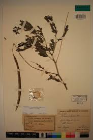 Image result for Sesbania macrantha